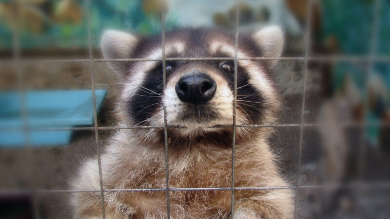 When Wildlife Moves In: Understanding Humane Critter Removal