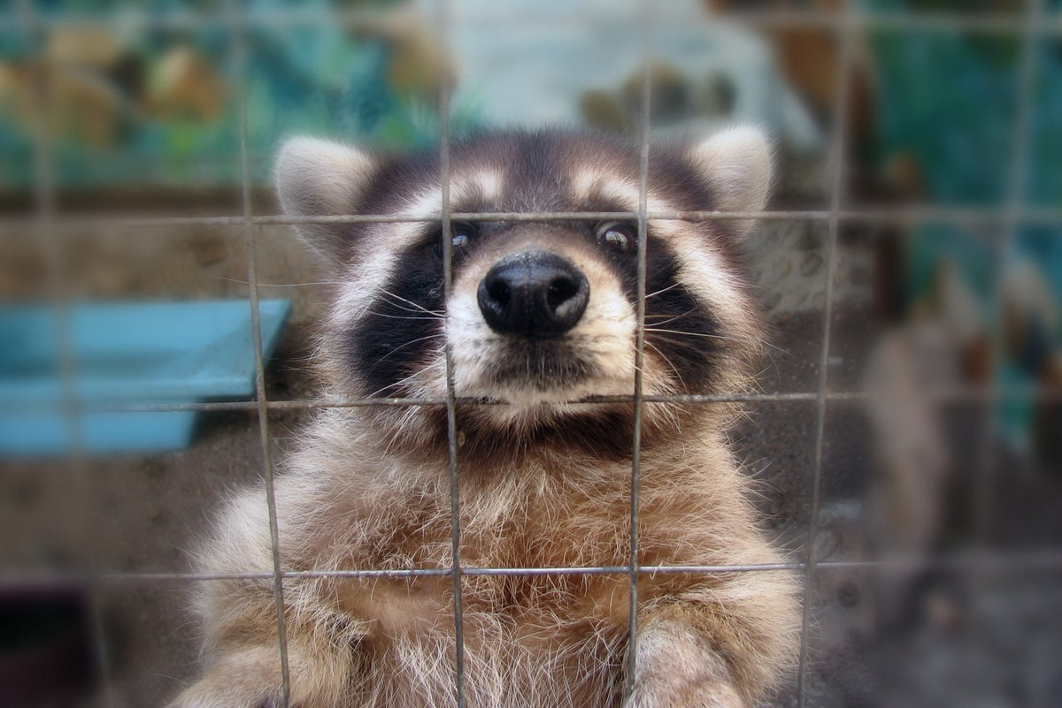 When Wildlife Moves In: Understanding Humane Critter Removal