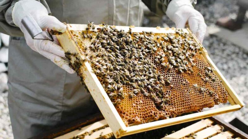 Understanding Guaranteed Bee Removal Services In Los Angeles