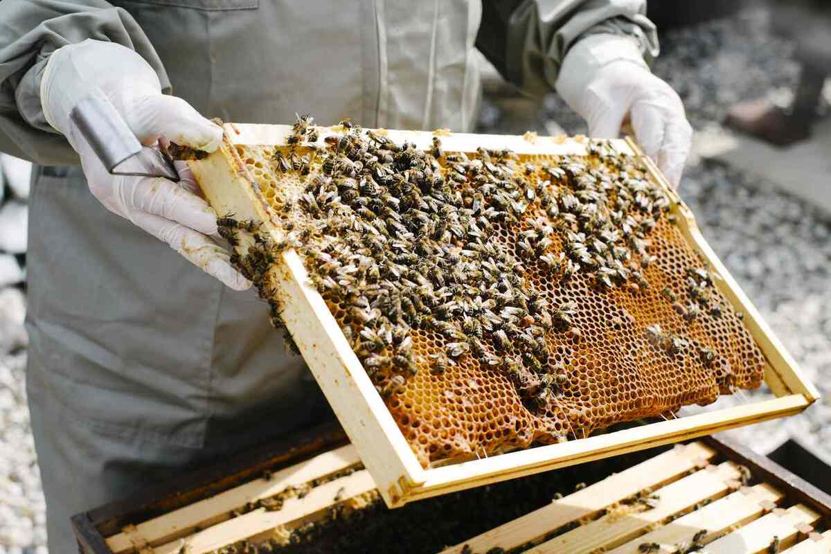 Understanding Guaranteed Bee Removal Services In Los Angeles